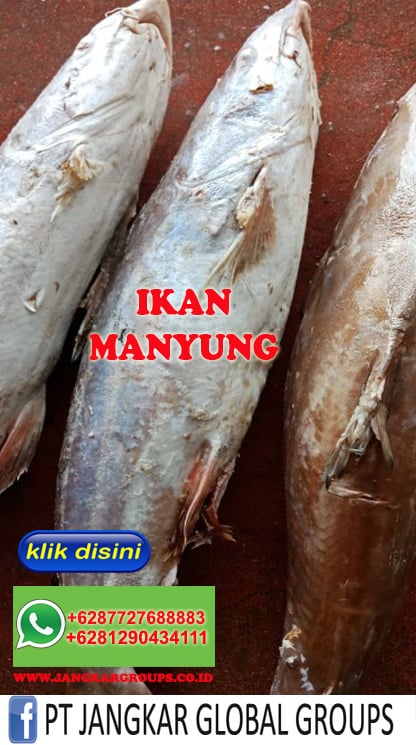 IKAN MANYUNG