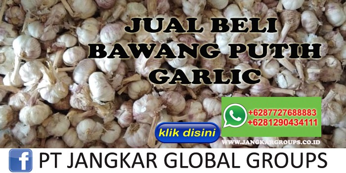 JUAL BELI BAWANG PUTIH GARLIC