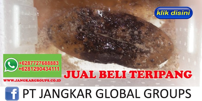 BUYER jual beli export teripang