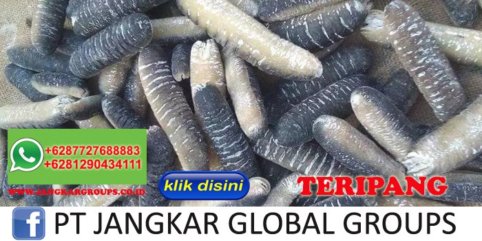 PEMBELI jual beli export teripang