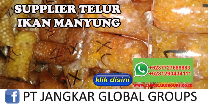 SUPPLIER TELUR IKAN MANYUNG