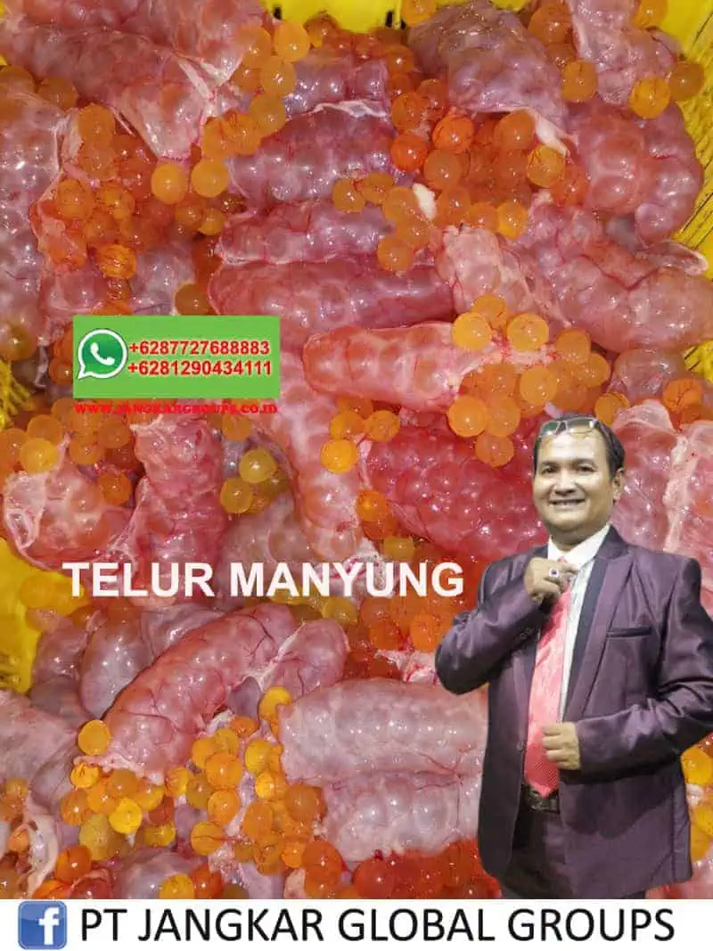 TELUR MANYUNG