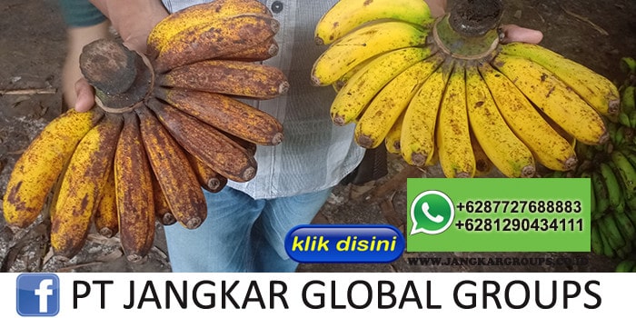 Pisang-barangan