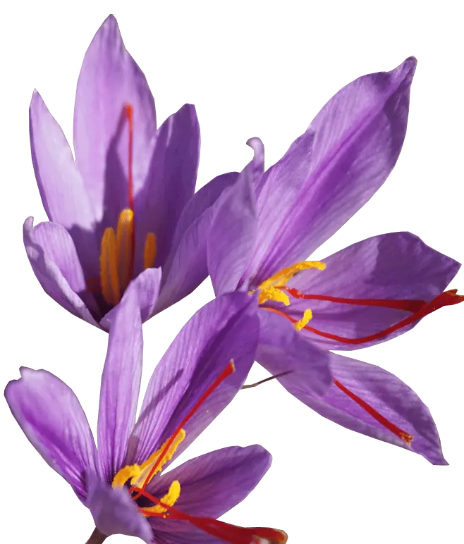 bunga saffron