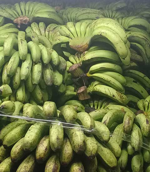 jual-beli-pisang-barangan