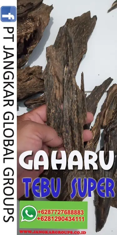 JUAL BELI KAYU GAHARU Tebu Super