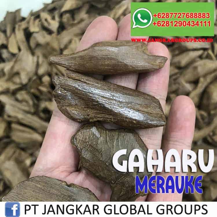 JUAL BELI KAYU GAHARU merauke-1