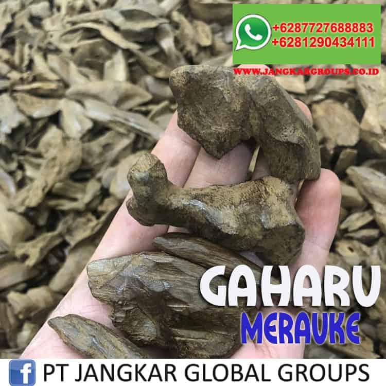 JUAL BELI KAYU GAHARU merauke-2