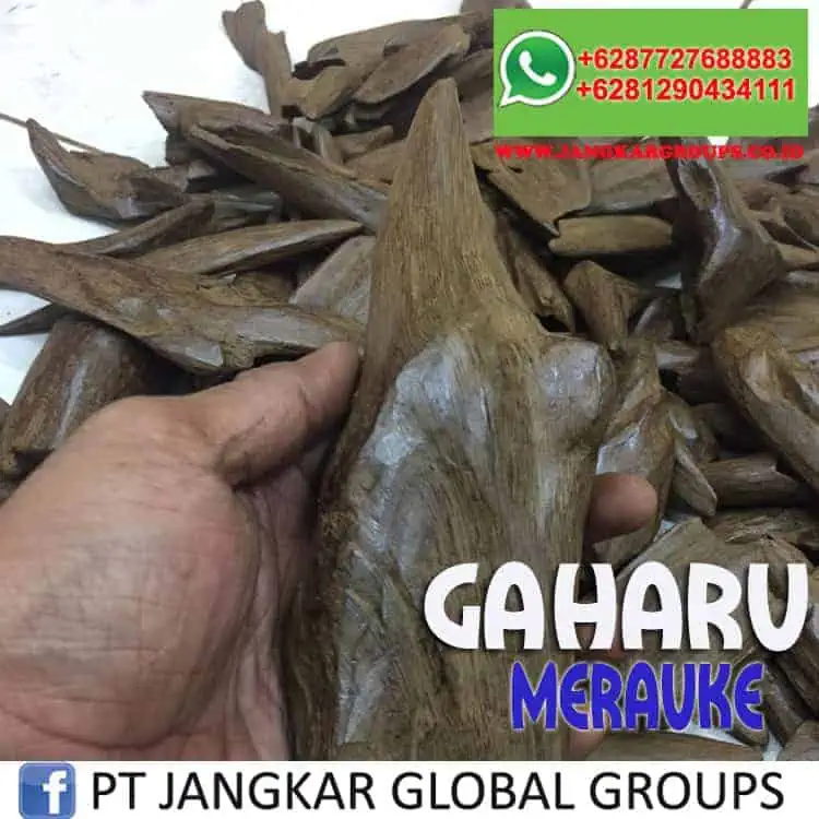 JUAL BELI KAYU GAHARU merauke-3