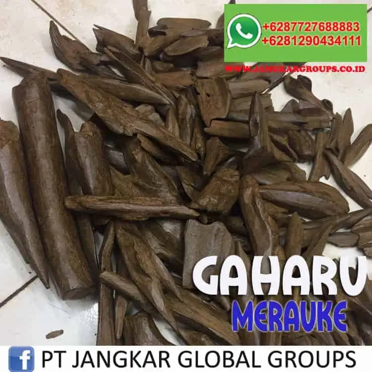 JUAL BELI KAYU GAHARU merauke-5