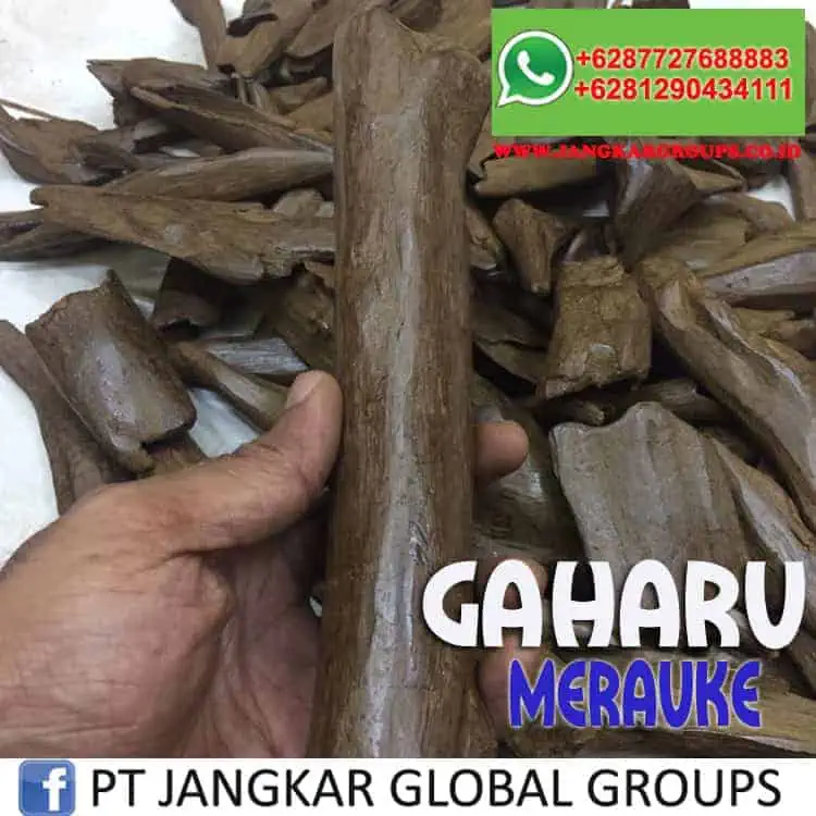 JUAL BELI KAYU GAHARU merauke-6