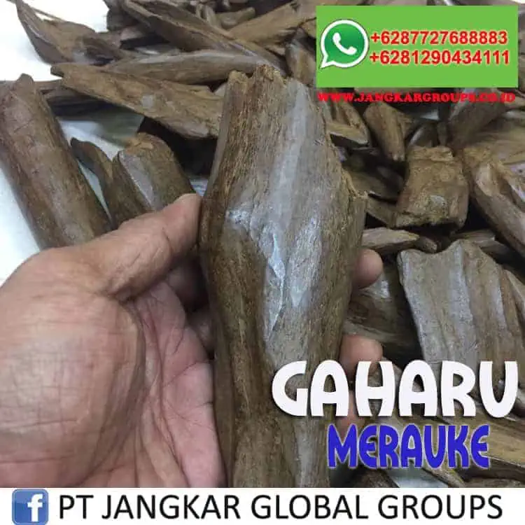 JUAL BELI KAYU GAHARU merauke-7