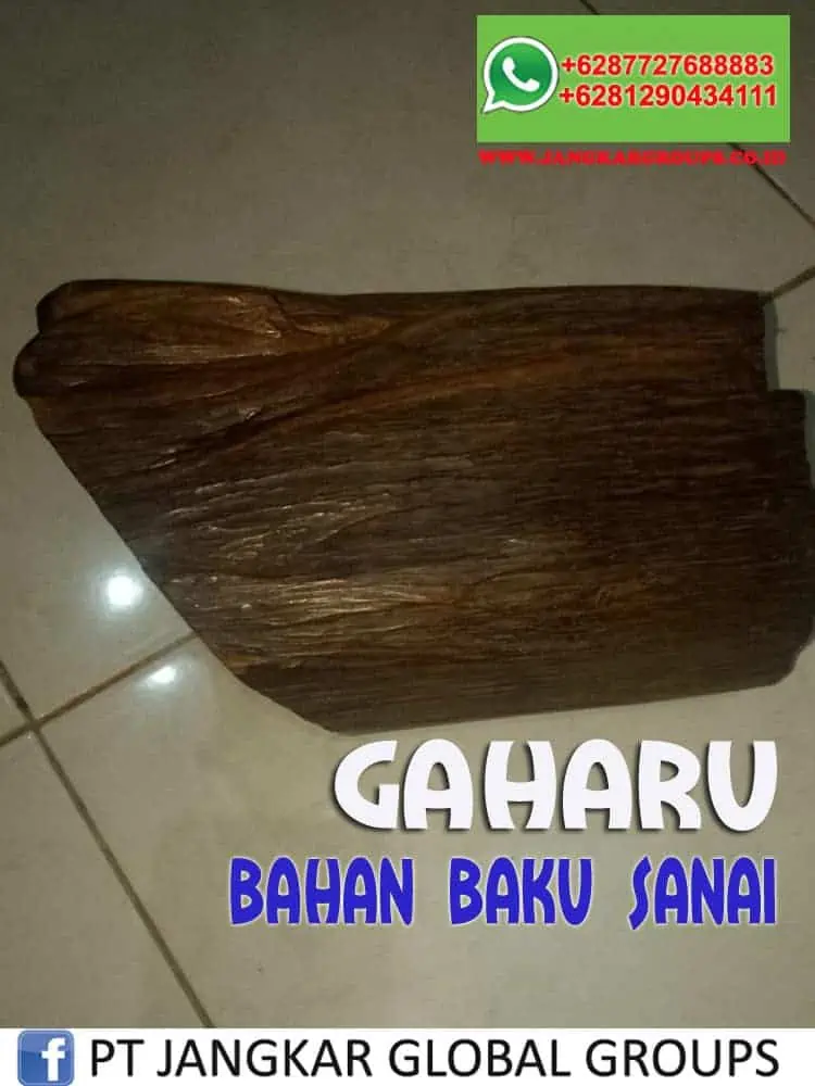 JUAL BELI KAYU GAHARU bahan baku sanai