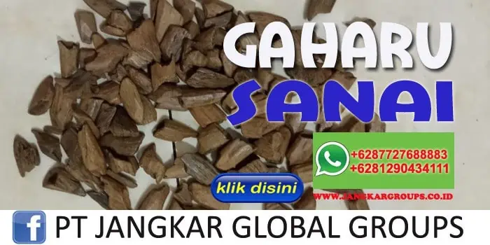 gaharu sanai2