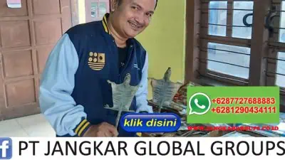 BISNIS EKSPOR TOKEK GEYCO HASIL PENANGKARAN