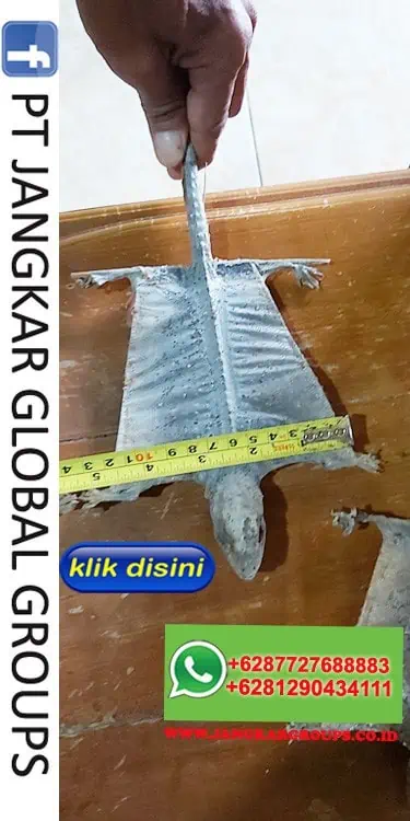 Tokek Ukuran 12 cm