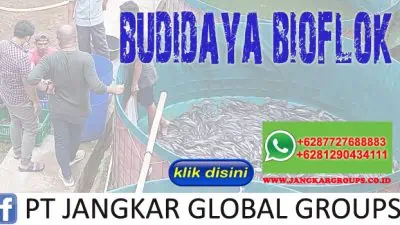 BUDIDAYA BIOFLOK