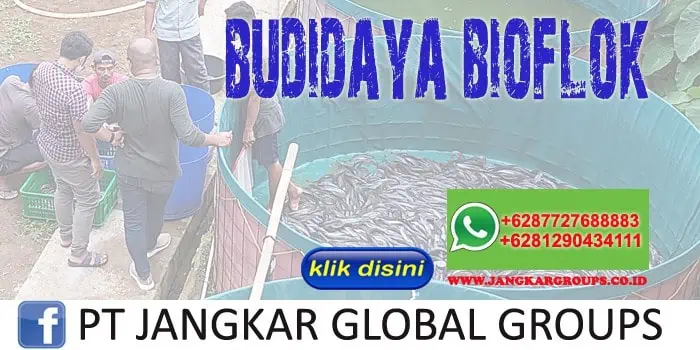 BUDIDAYA BIOFLOK