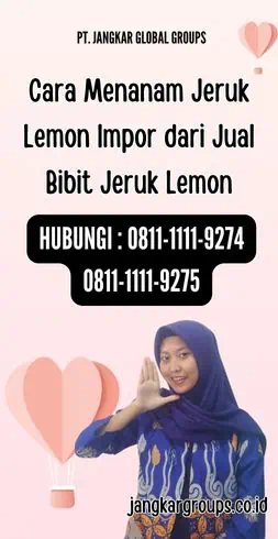 Cara Menanam Jeruk Lemon Impor dari Jual Bibit Jeruk Lemon