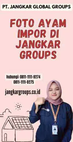 Foto Ayam Impor di Jangkar Groups