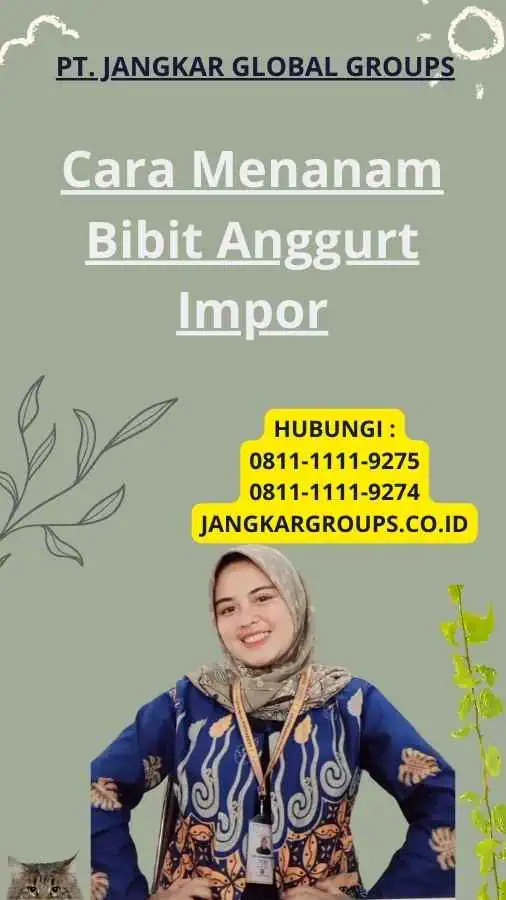 Cara Menanam Bibit Anggurt Impor