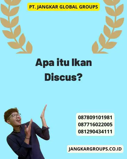 Apa itu Ikan Discus?