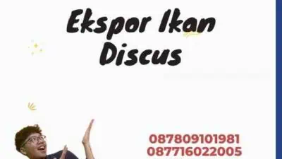 Ekspor Ikan Discus