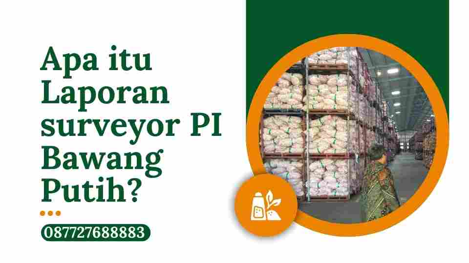 Apa itu Laporan surveyor PI Bawang Putih?