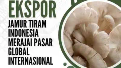 Ekspor Jamur Tiram Indonesia Merajai Pasar Global Internasional