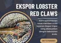 Ekspor Lobster Red Claws Apa Persyaratan dan prosedurnya ?