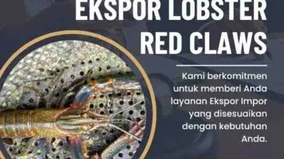 Ekspor Lobster Red Claws