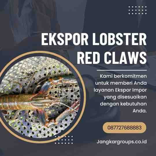 Ekspor Lobster Red Claws