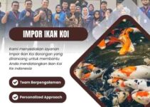 Impor Ikan Koi Vietnam, Apa Persyaratan dan Prosedurnya ? 