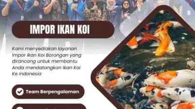 Impor Ikan Koi Vietnam