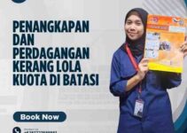 Penangkapan dan Perdagangan Kerang Lola Kuota di Batasi